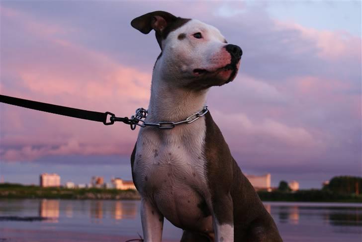 Amerikansk staffordshire terrier Balto billede 15