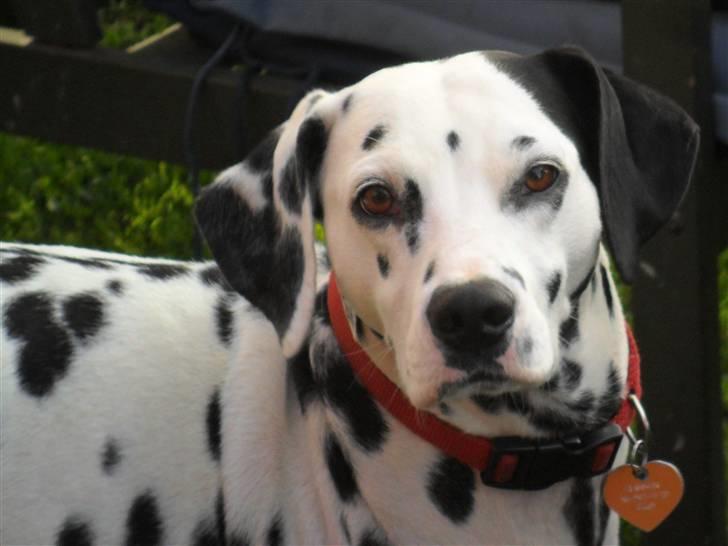 Dalmatiner Luka billede 1