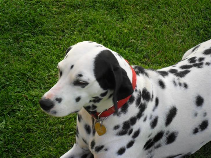 Dalmatiner Luka billede 2
