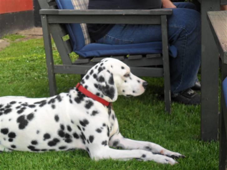 Dalmatiner Luka billede 3
