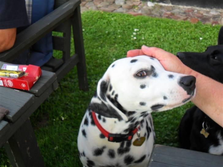 Dalmatiner Luka billede 4
