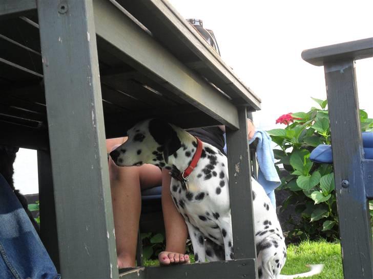 Dalmatiner Luka billede 5