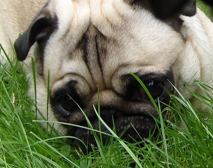 Mops - Danita's Ditte  billede 19