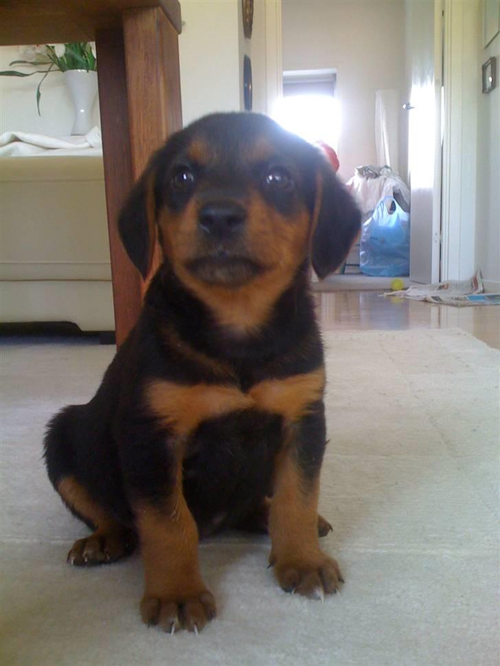 Blanding af racer Emma billede 1