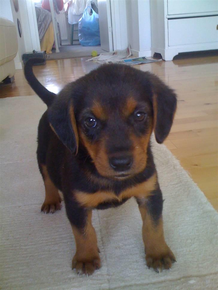 Blanding af racer Emma billede 2