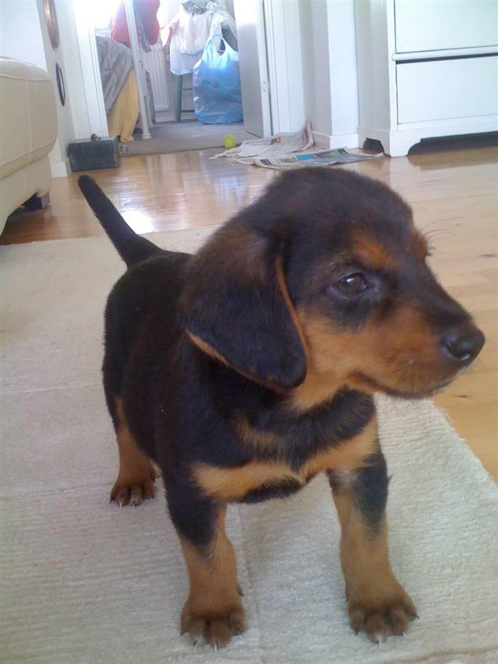 Blanding af racer Emma billede 3