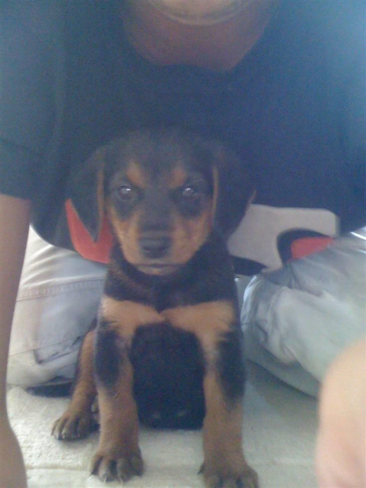 Blanding af racer Emma billede 4