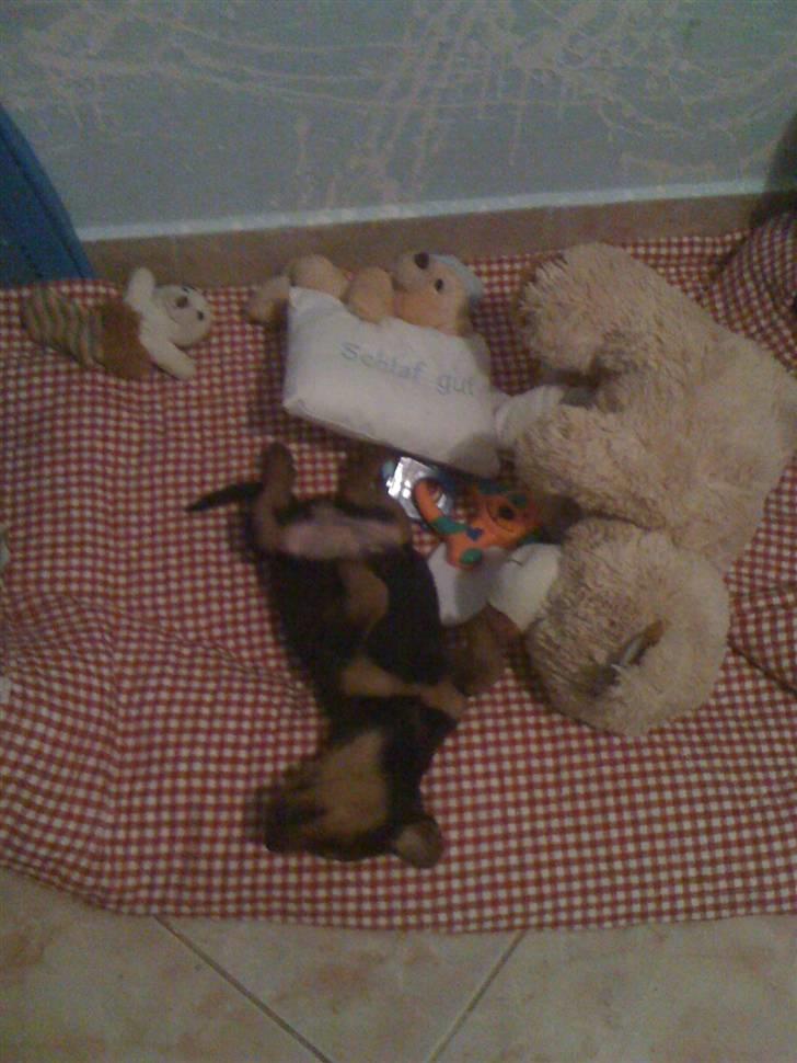 Blanding af racer Emma - ca 3 uger gammel i montenegro billede 5