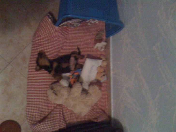 Blanding af racer Emma - igen med hendes lille bamse billede 6