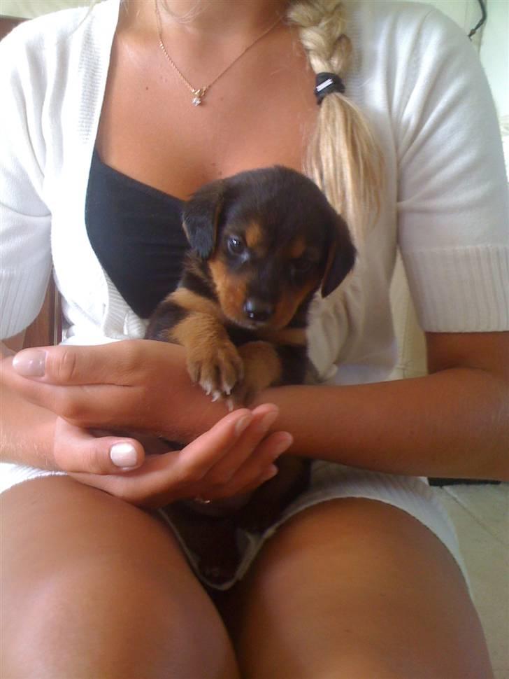 Blanding af racer Emma billede 7