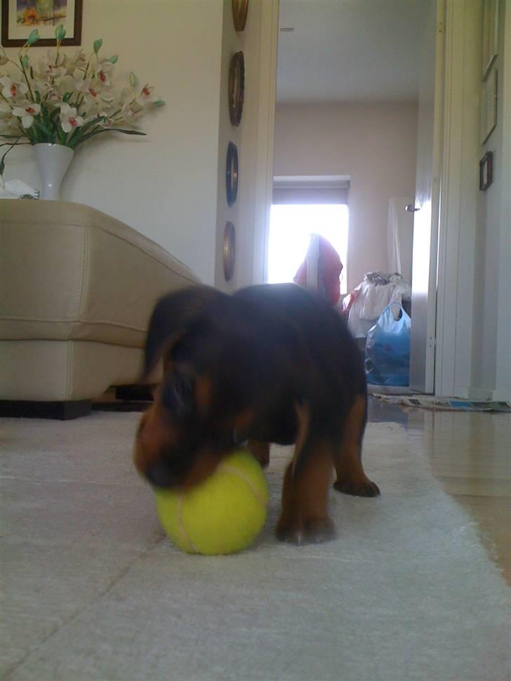 Blanding af racer Emma billede 8