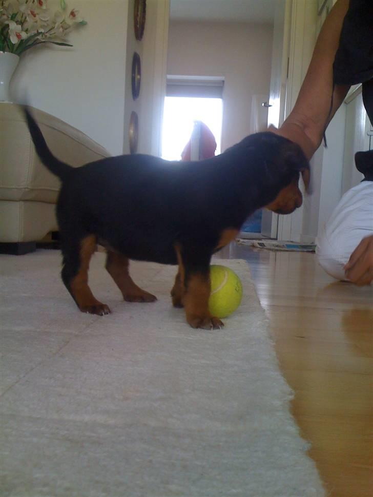 Blanding af racer Emma billede 9