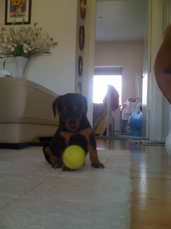 Blanding af racer Emma billede 10