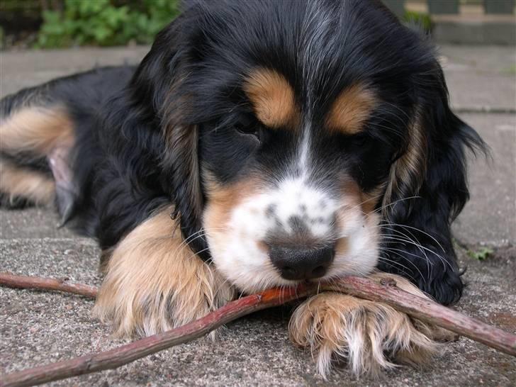 Cocker spaniel Aslan - Billede 5 - Aslan, hvalpebillede Sommer 2006 billede 5