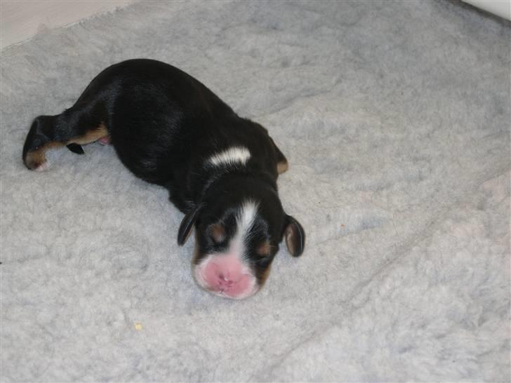Cocker spaniel Aslan - Billede 6 - Aslan lige kommet ud af mor Bellas mave som nummer 2 :) Sommer 2006 billede 6