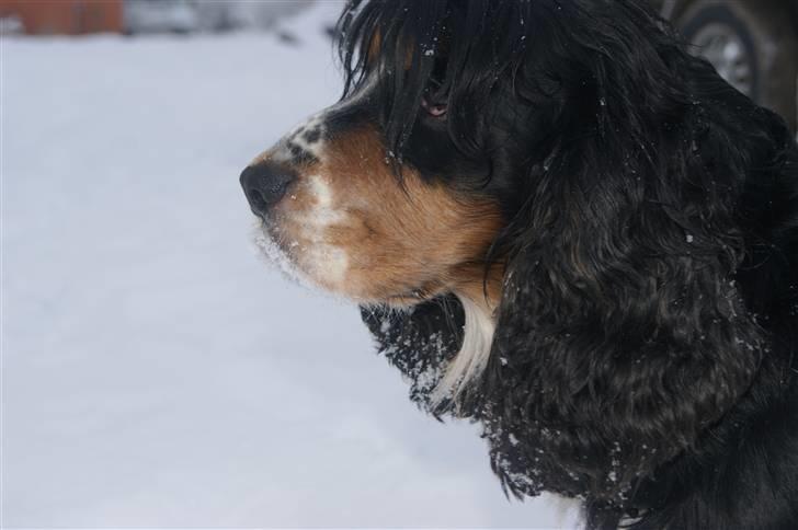 Cocker spaniel Aslan - Billede 8 - Aslan Vinter 2010 billede 8