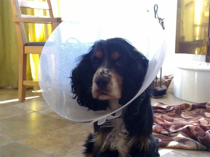 Cocker spaniel Aslan - Billede 10 - Aslan med stor skærm for hovedet da han var syg, han er ikke ligefrem lykkelig over at bære rundt på sådan en kæmpe ting:( Efterår 2010 billede 10