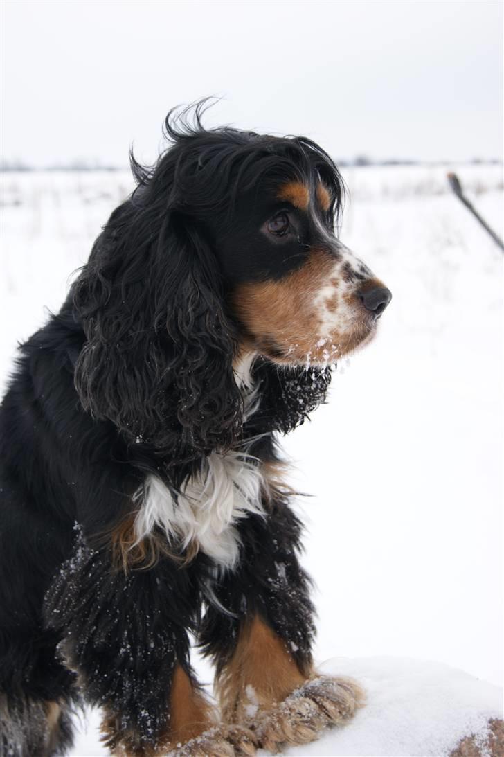 Cocker spaniel Aslan - Billede 11 - Aslan Vinter 2010 billede 11