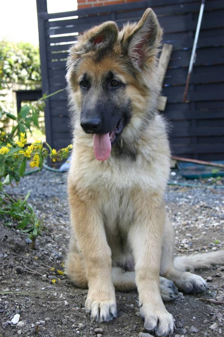 Schæferhund Thor billede 9