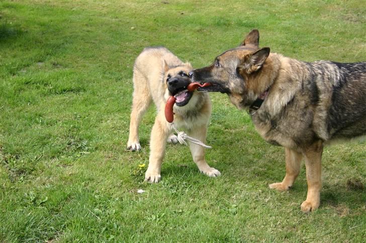 Schæferhund Thor billede 10