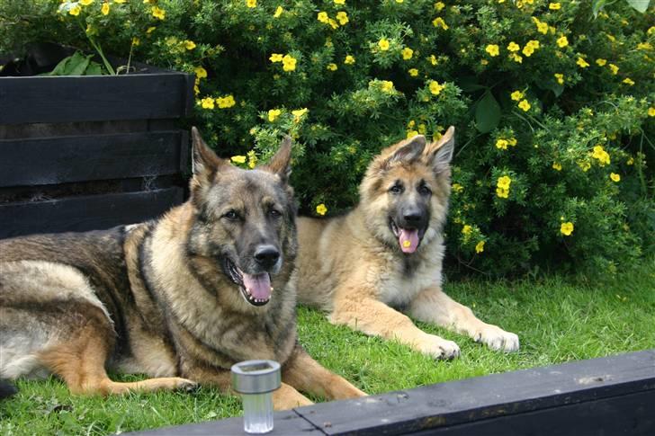 Schæferhund Thor billede 11