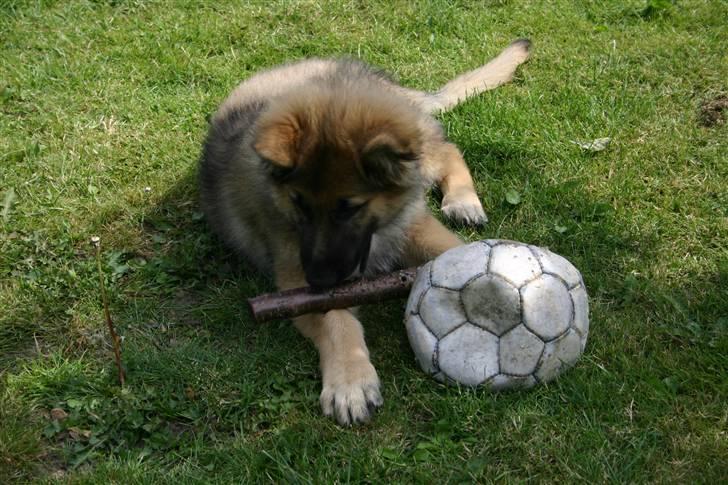 Schæferhund Thor billede 12