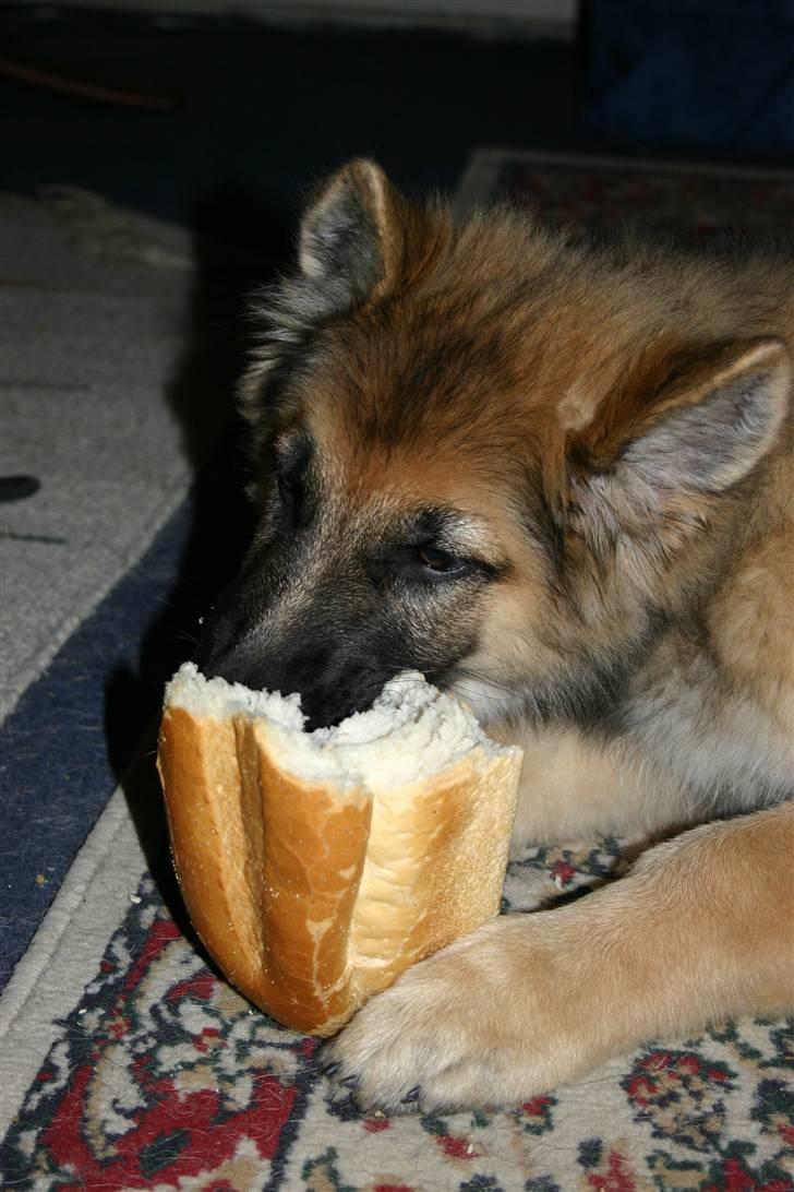 Schæferhund Thor billede 13