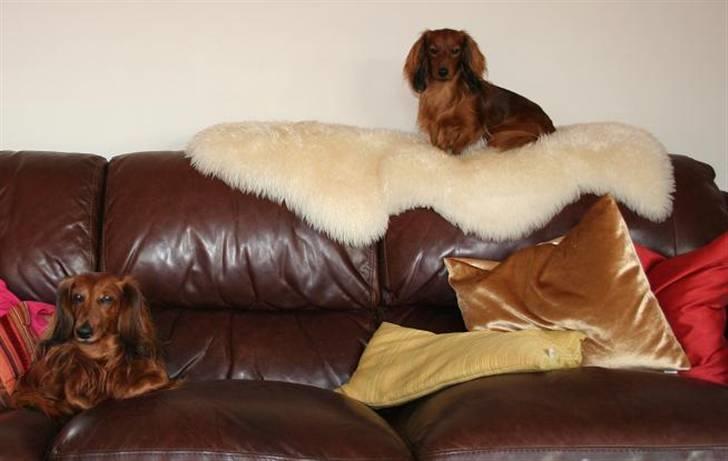 Miniature gravhund R.I.P min elskede Mickey <3 - Mickey og Käto. Der er lidt kat i Käto :) billede 6