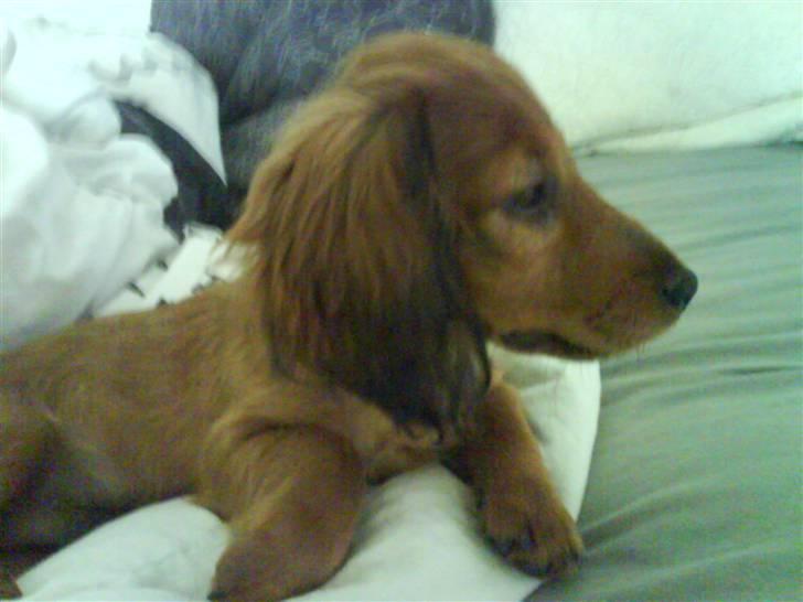 Miniature gravhund Käto - Käto, da han ikke var særlig gammel :) billede 14