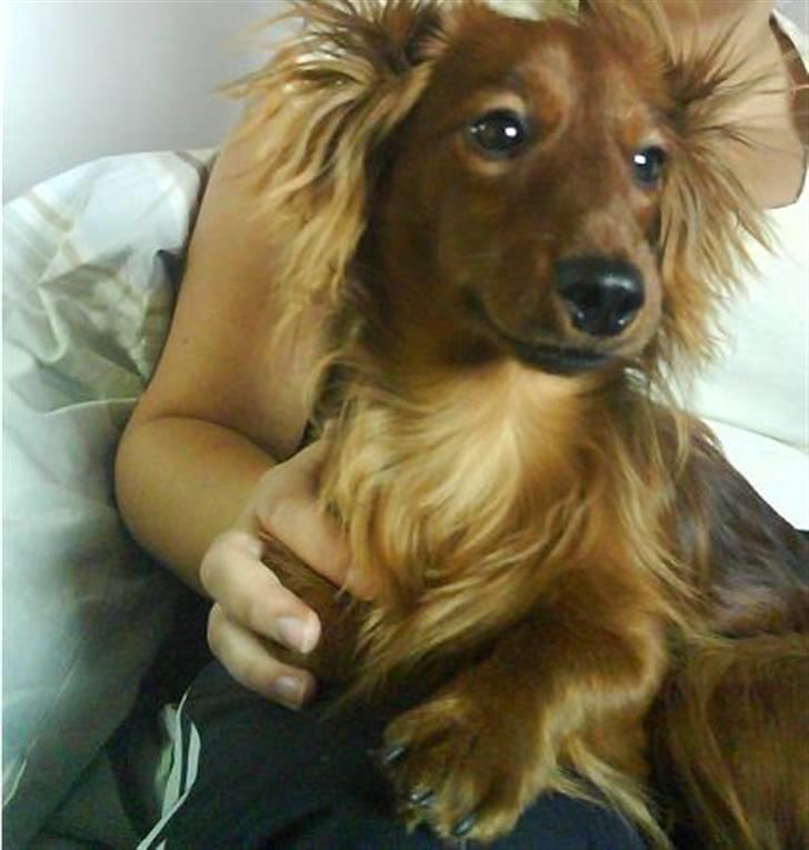 Miniature gravhund Käto - Käto med ørene omvendt :) billede 15