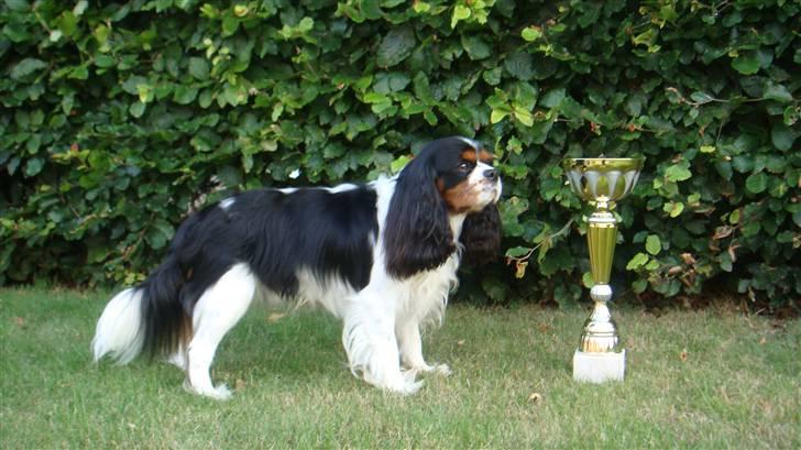 Cavalier king charles spaniel Jobbe - 1 præmie + CAC i åben klasse 18 måneder gammel billede 20