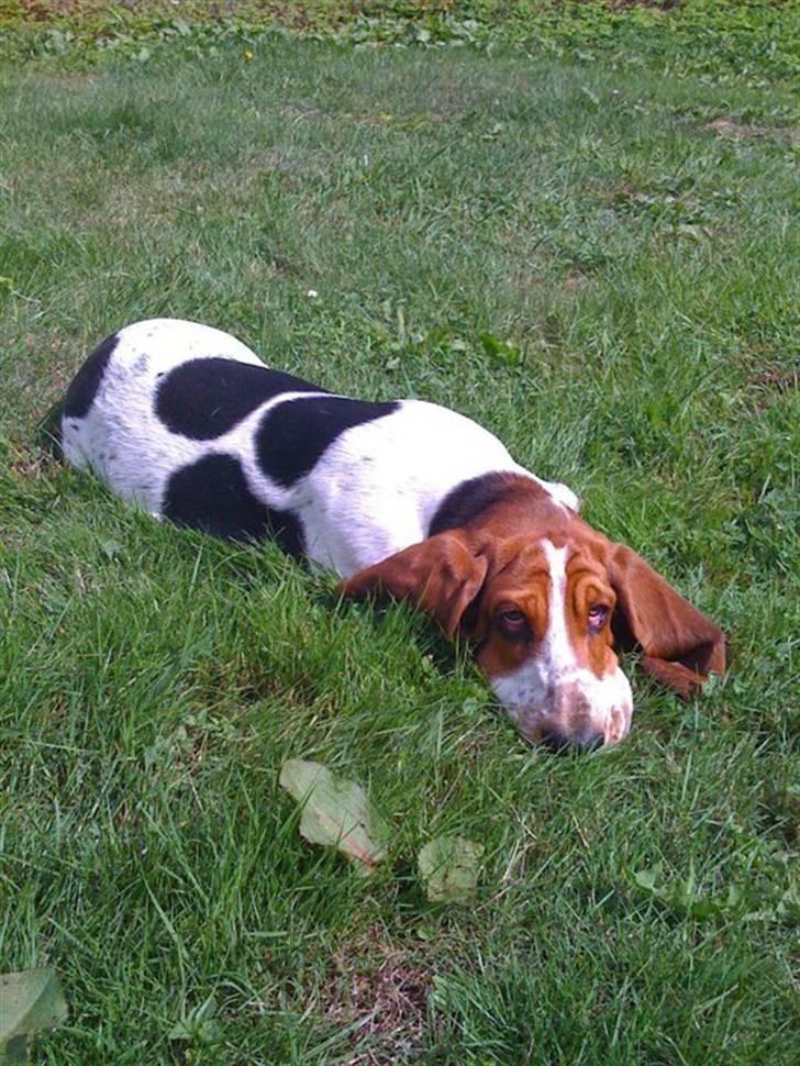 Basset hound Jentriols Godzilla billede 15