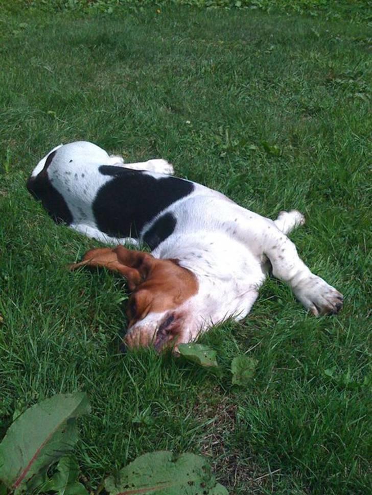 Basset hound Jentriols Godzilla billede 16