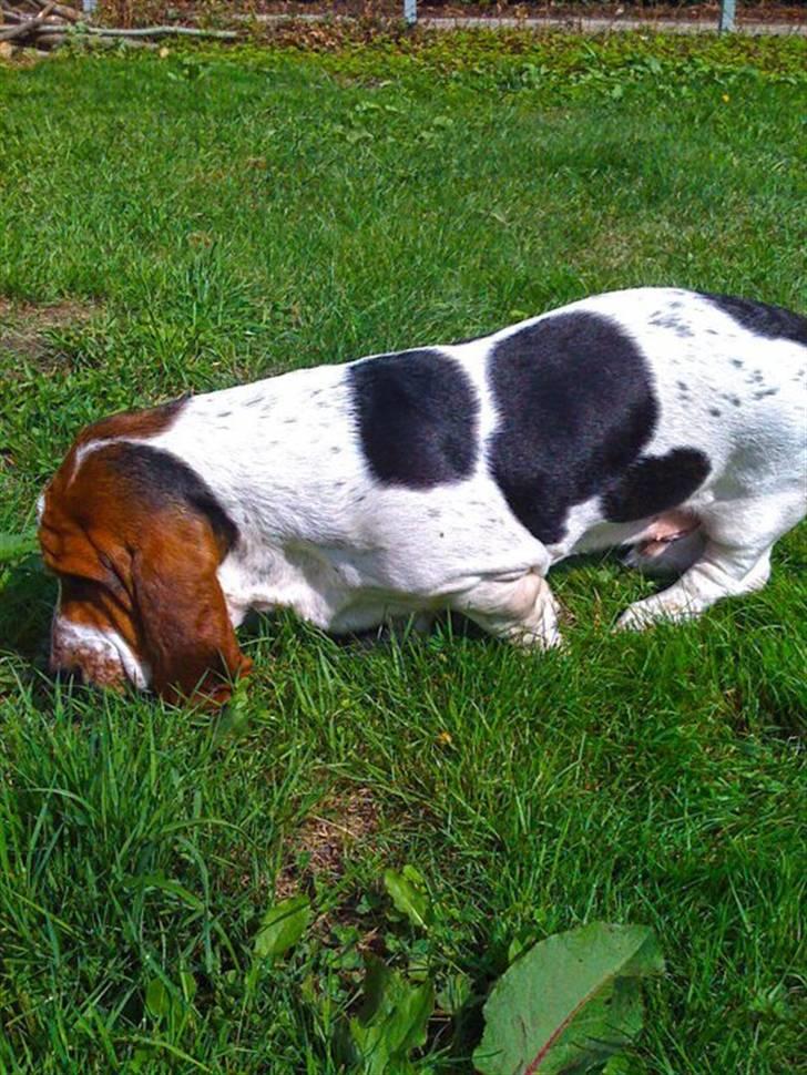 Basset hound Jentriols Godzilla billede 17