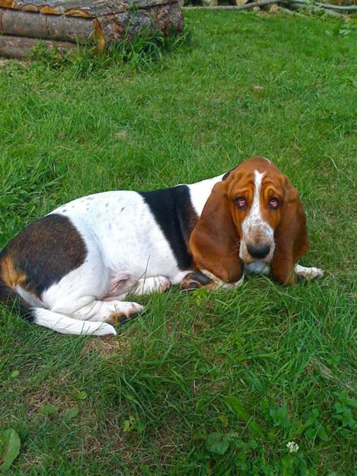 Basset hound Jentriols Godzilla billede 18