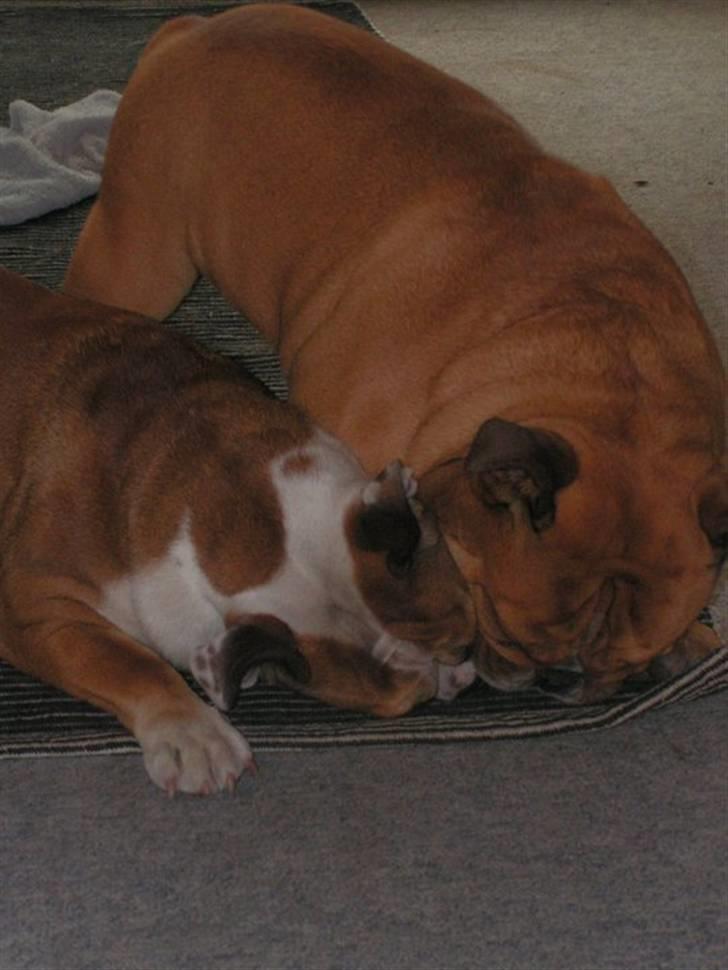 Engelsk bulldog Molly billede 4