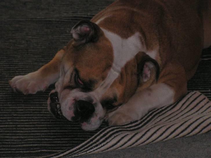 Engelsk bulldog Molly billede 5