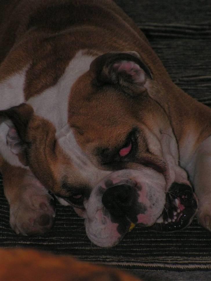 Engelsk bulldog Molly billede 6