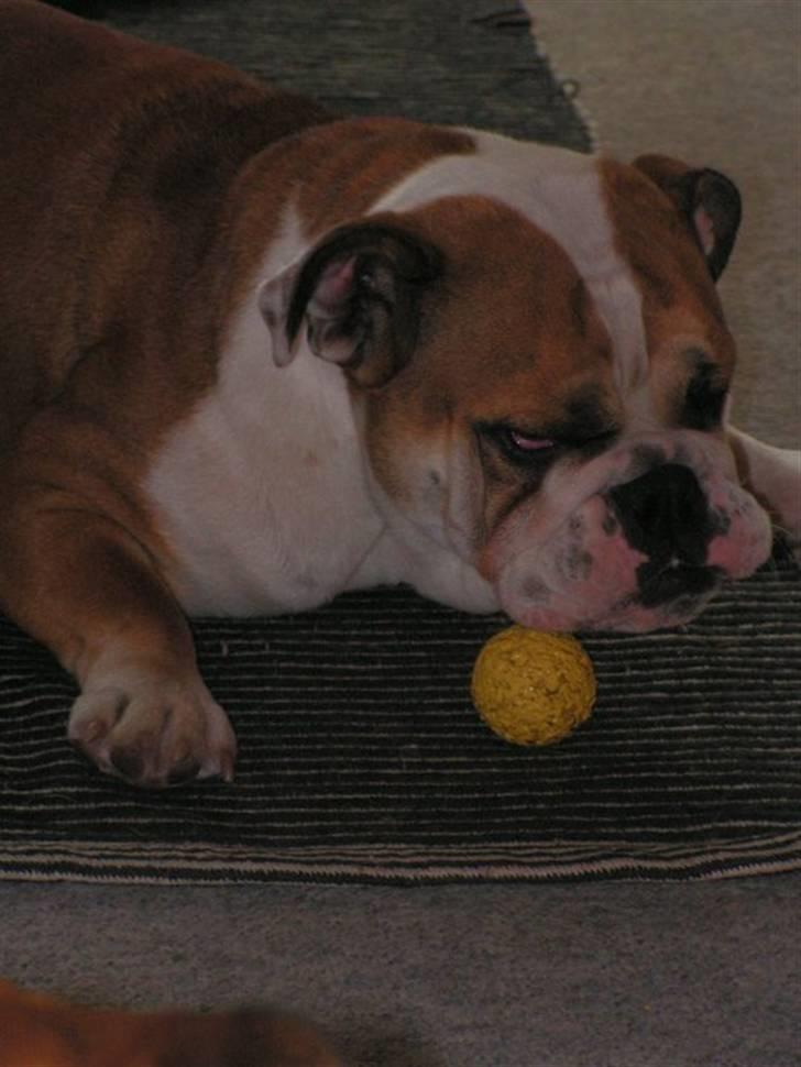 Engelsk bulldog Molly billede 7