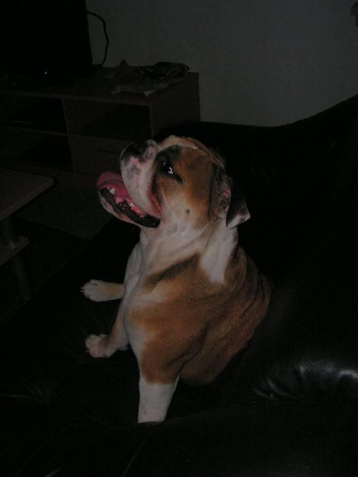 Engelsk bulldog Molly billede 8