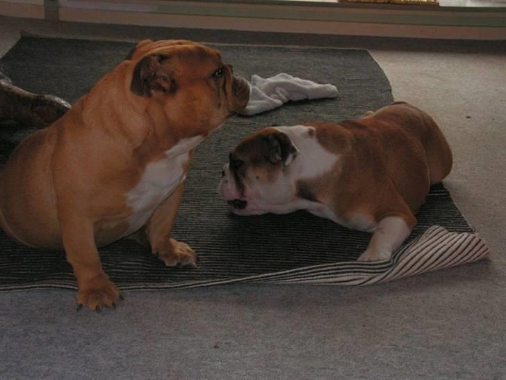 Engelsk bulldog Molly billede 9