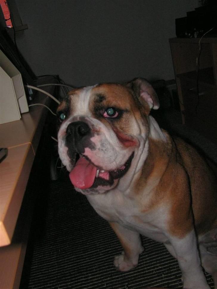 Engelsk bulldog Molly billede 10