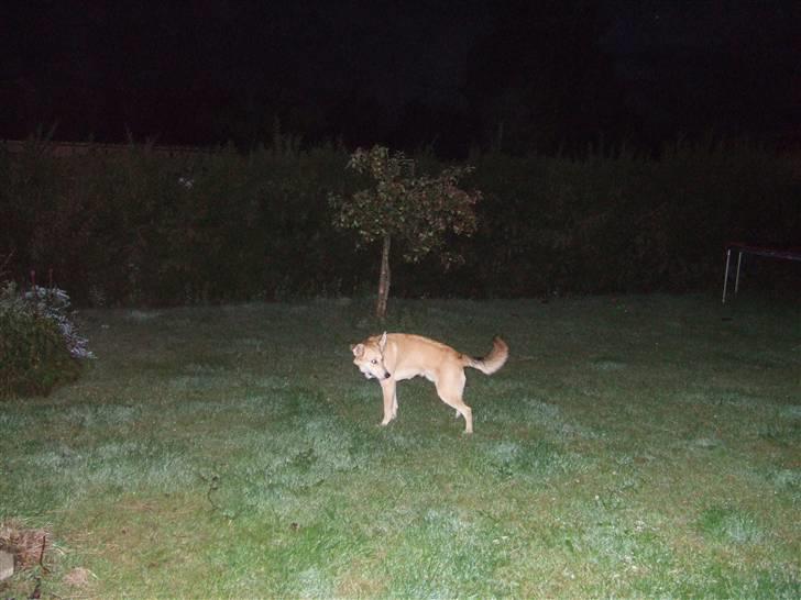 Blanding af racer Quark<3min billede 12