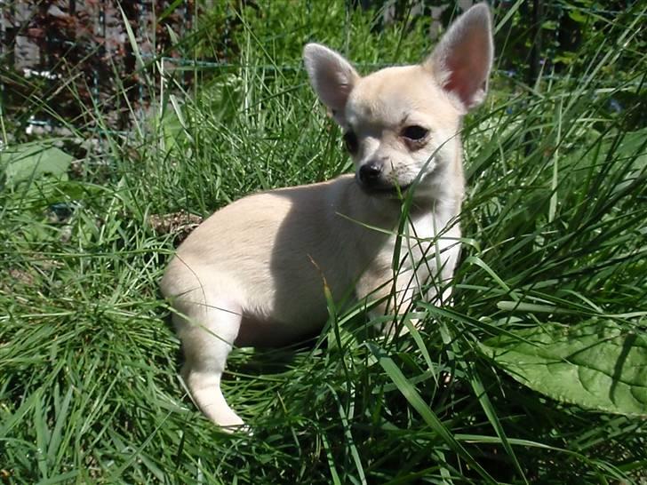 Chihuahua Pudselykke Bang-on Isis *DKK* billede 2