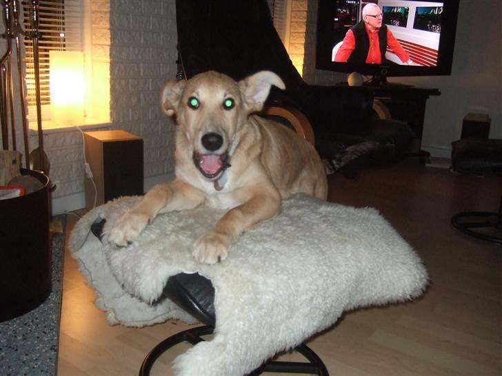 Blanding af racer Quark<3min billede 13