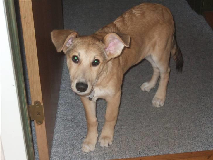 Blanding af racer Quark<3min billede 14