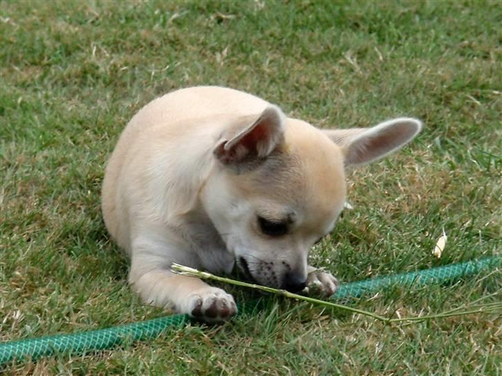 Chihuahua Pudselykke Bang-on Isis *DKK* billede 3