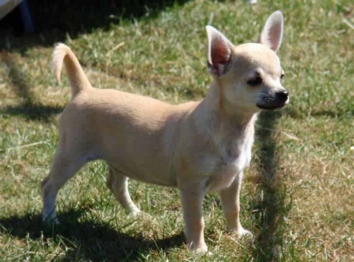 Chihuahua Pudselykke Bang-on Isis *DKK* billede 4