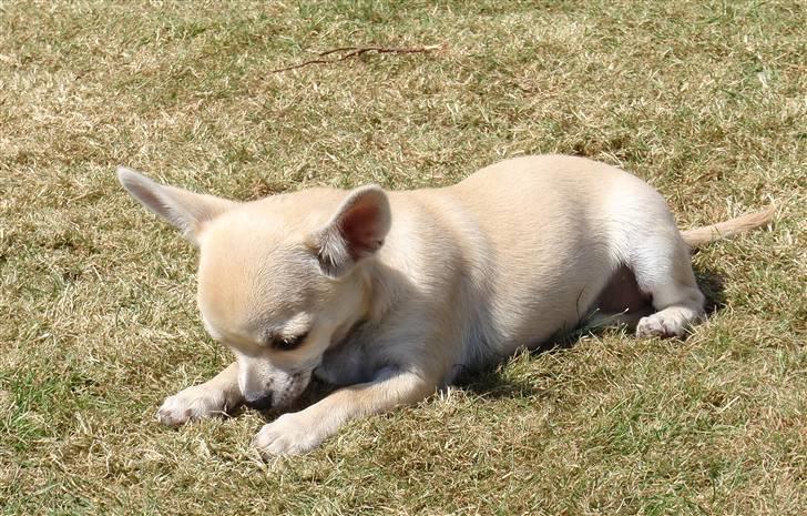 Chihuahua Pudselykke Bang-on Isis *DKK* billede 5