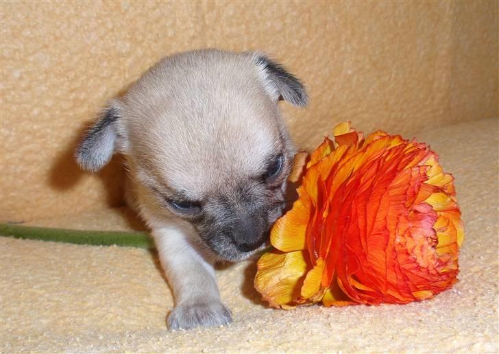 Chihuahua Pudselykke Bang-on Isis *DKK* billede 6